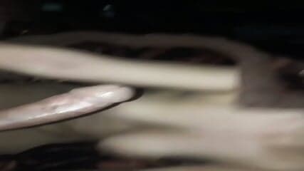 Desi bhabi fucking with big dick for money